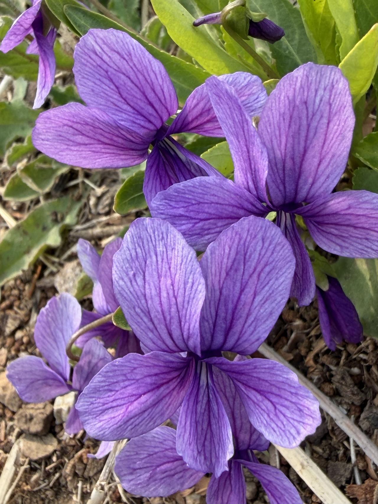 题紫花地丁[玫瑰]
紫花地丁吐芬芳，
躲在草丛晒太阳。
依然记得小时候，
当作零