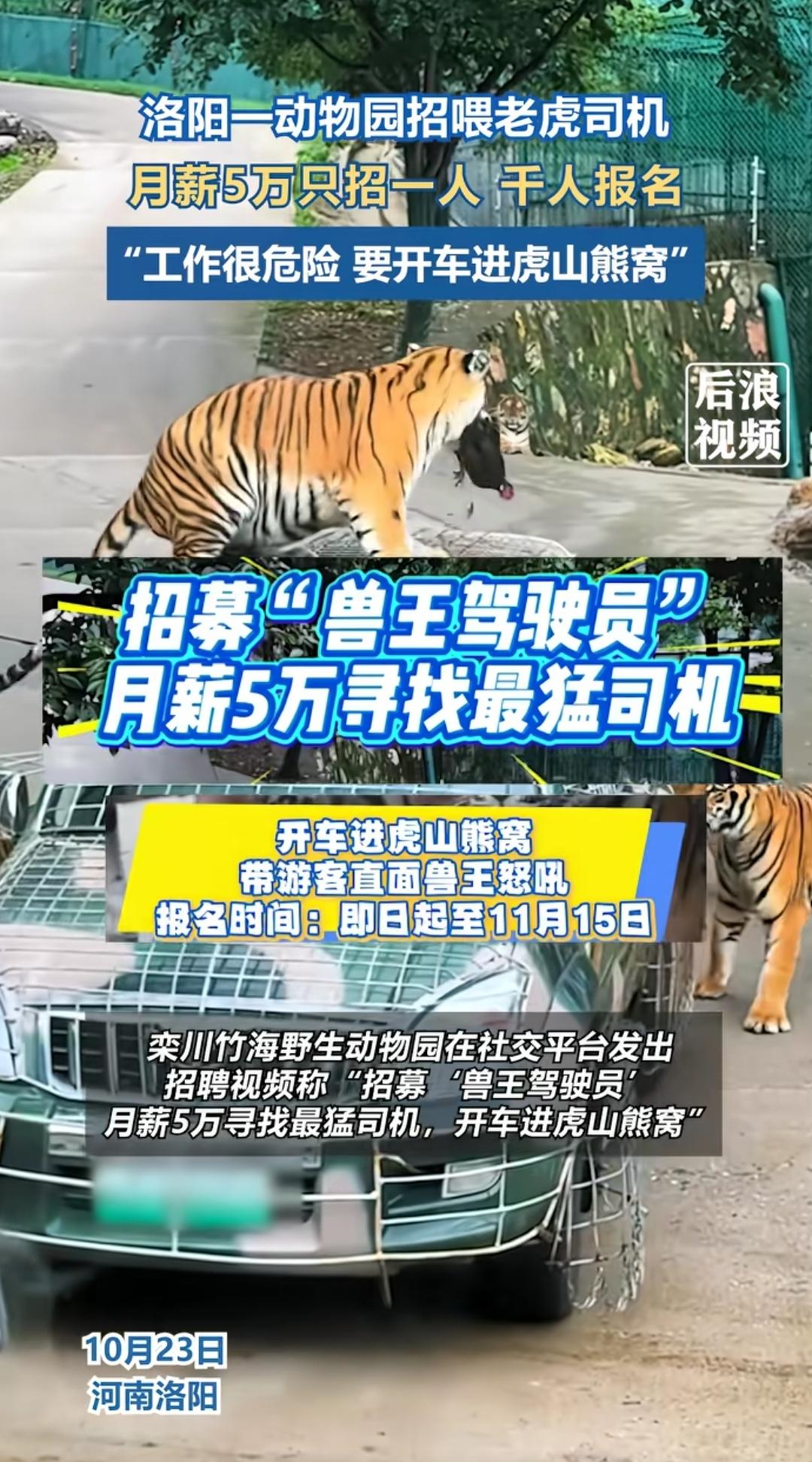月薪5万招“兽王驾驶员”，洛阳一动物园引上千人竞聘
 
10月22日，洛阳栾川竹