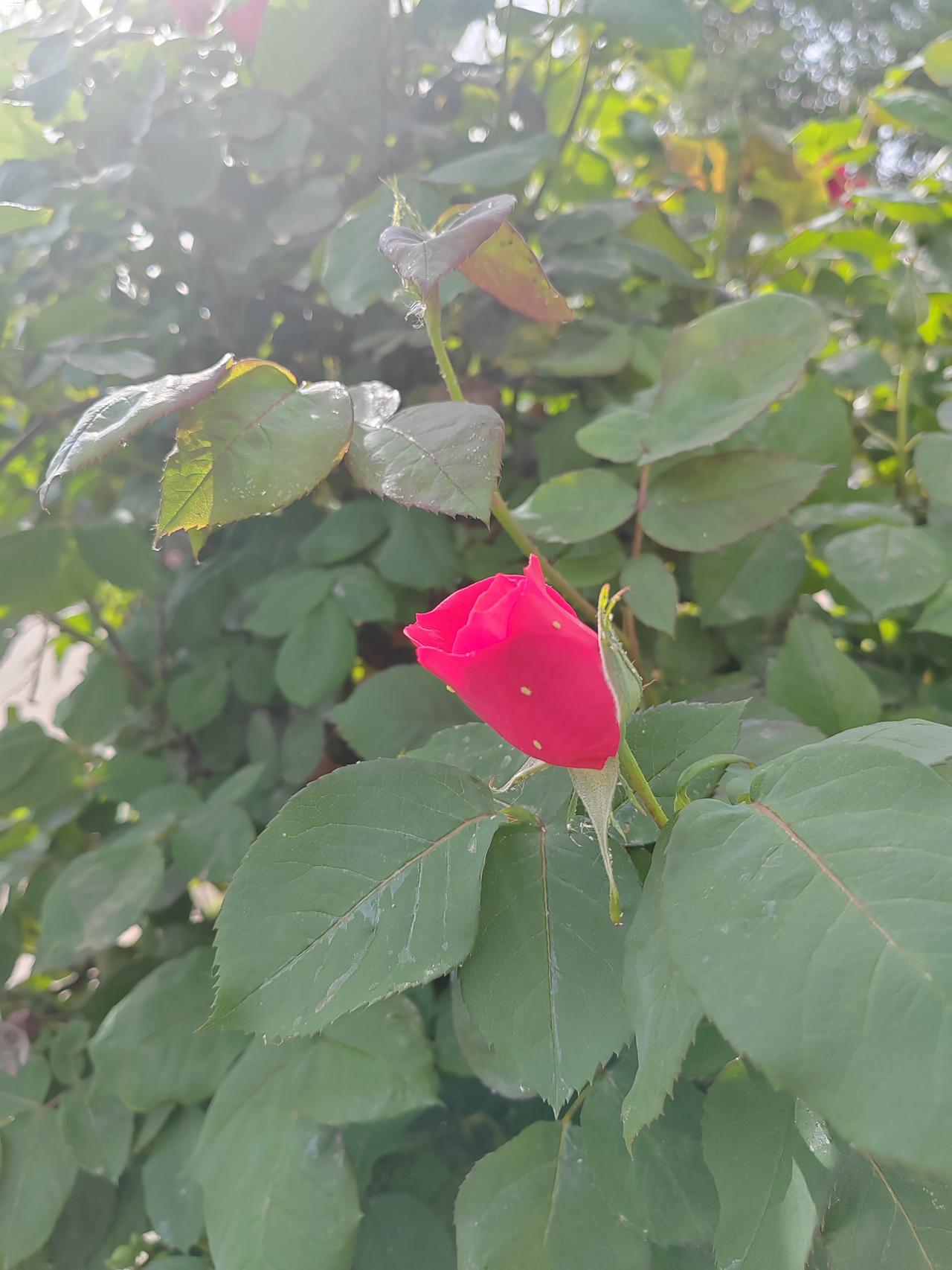 随手拍一张山花野草的照片