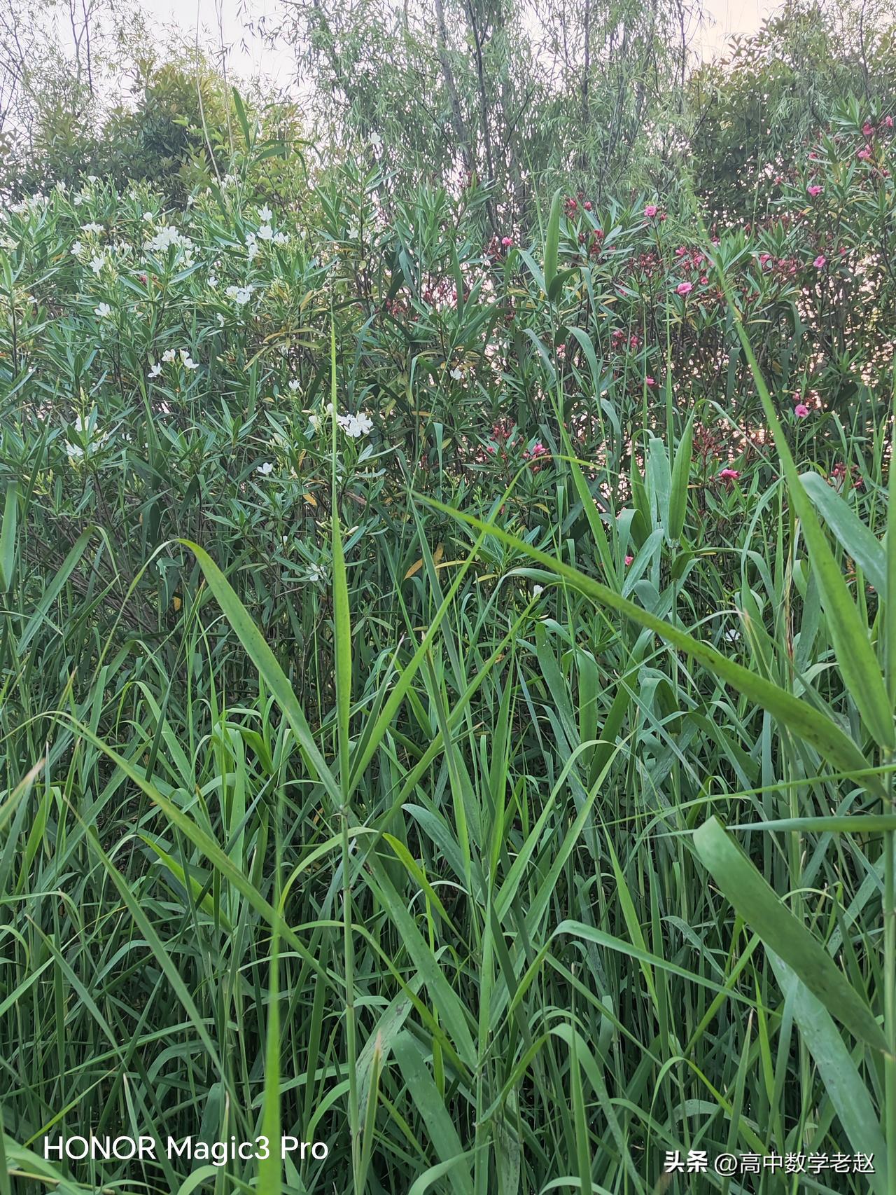 老师的地位为何会到如此地步？
       老师和学生本来应该和谐相处，互相理解