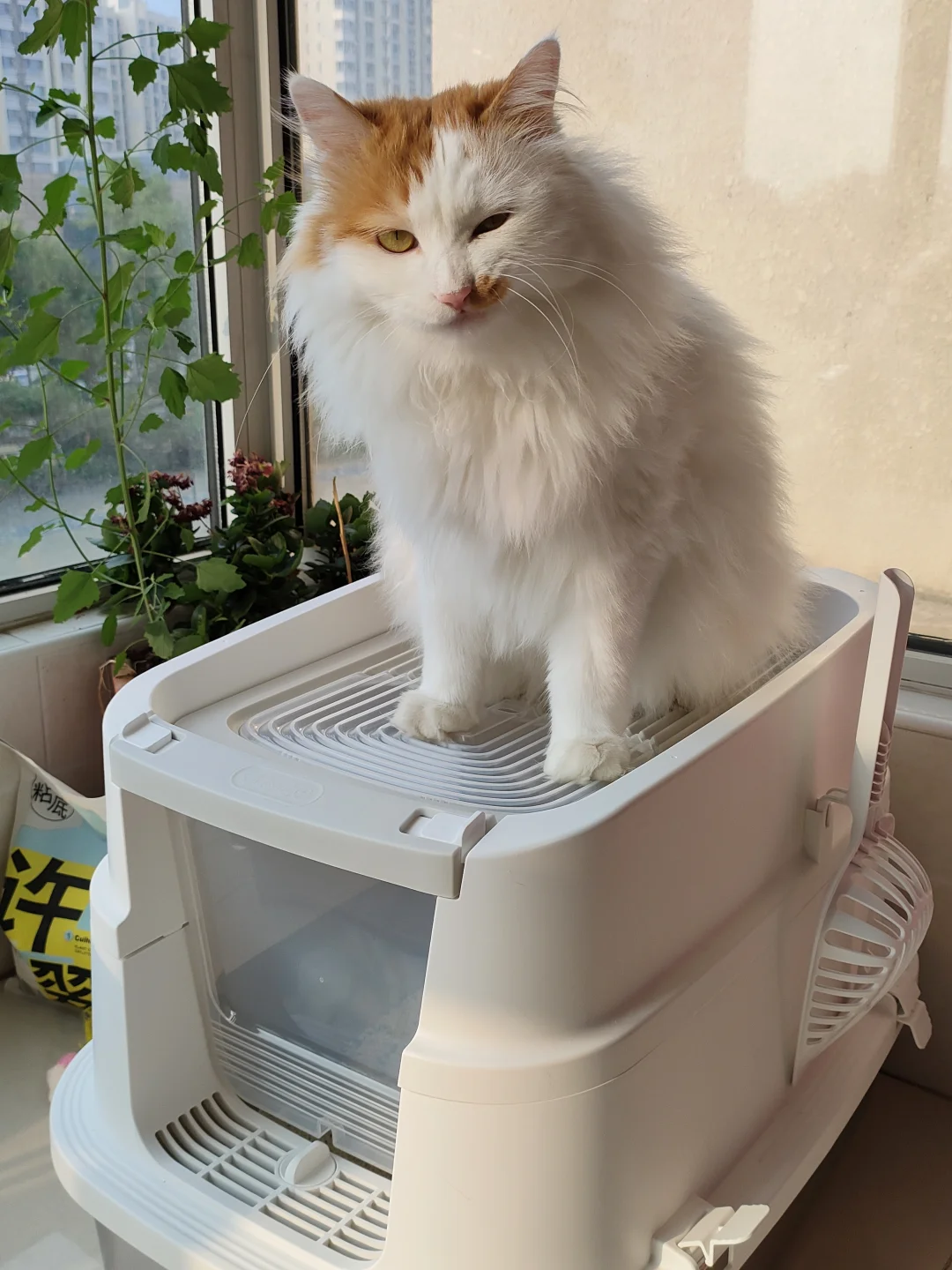 不委屈自己也不委屈我的猫