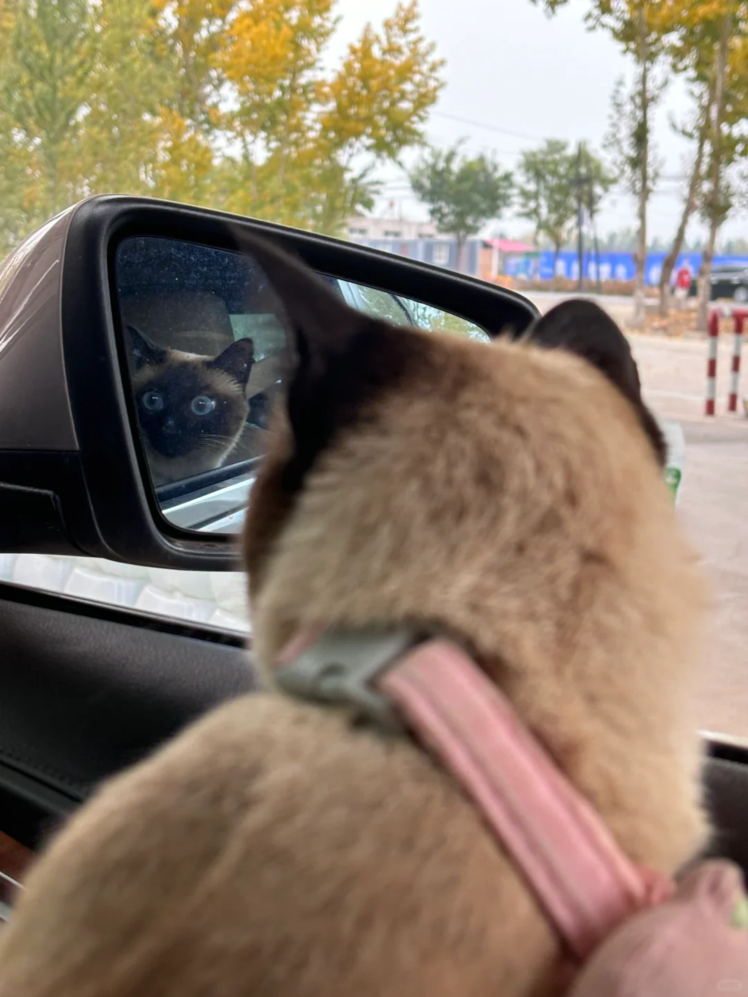 我有一只暹罗猫 小奶猫成长记