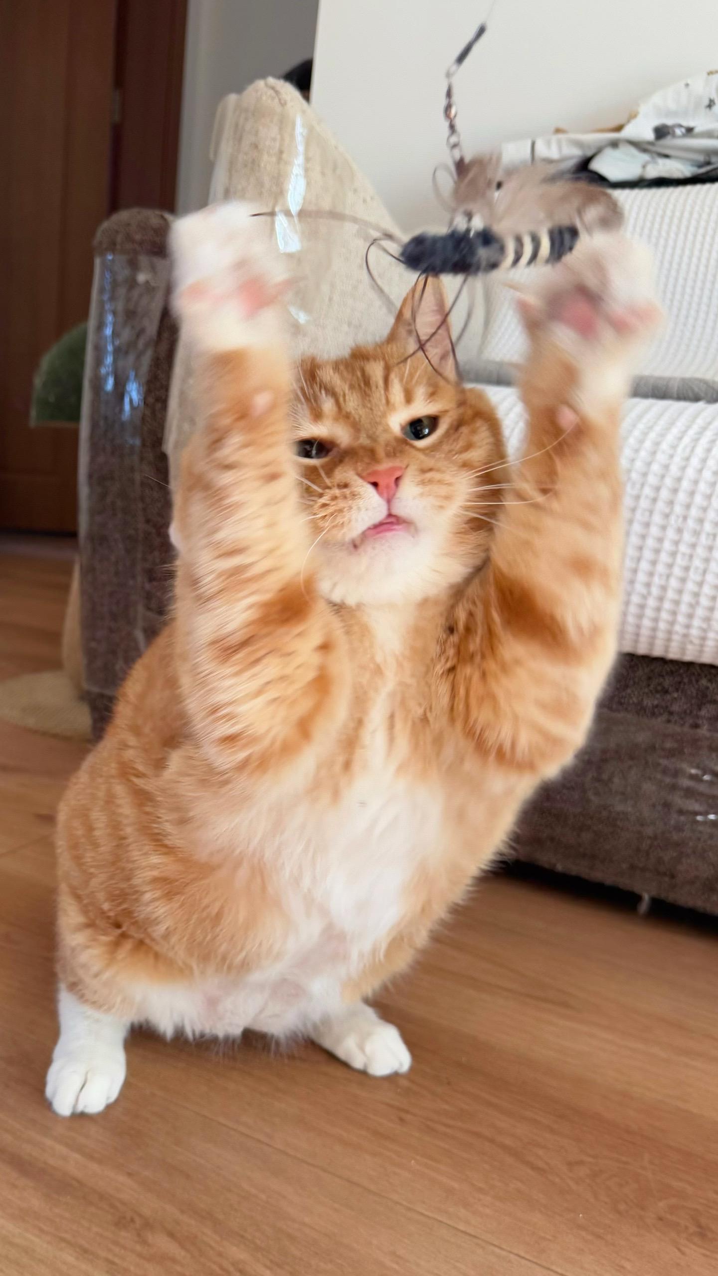 我是灵活的煤气罐罐。