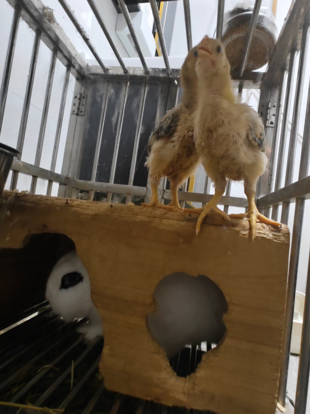 鸡兔同笼一下 