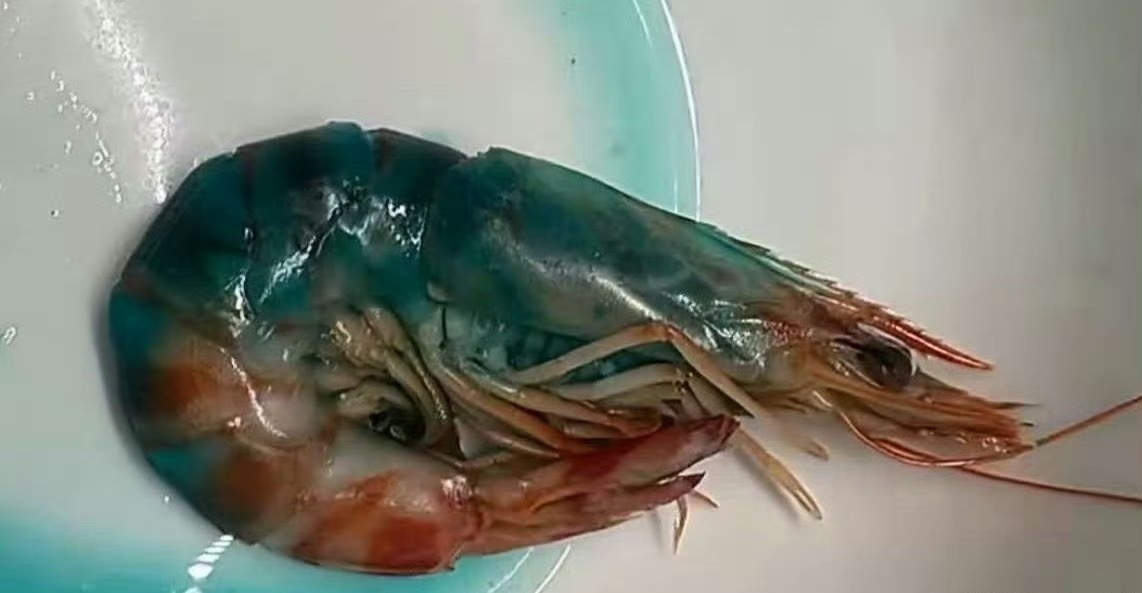 盒马客服回应虾煮熟后渗出蓝色液体虾的血液确实含血蓝蛋白，氧化后可能会带点蓝，但这