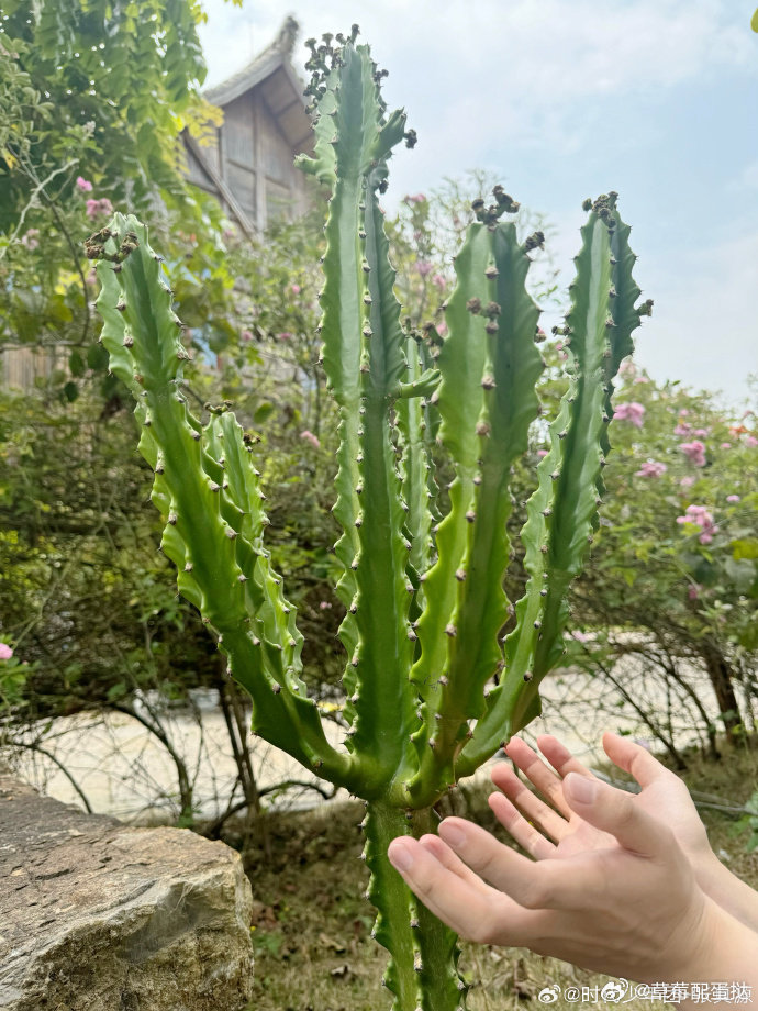 时团也到了赏花的年纪了时团愚人节赏花大赛时代少年团 时代少年团愚人节开启赏花模式