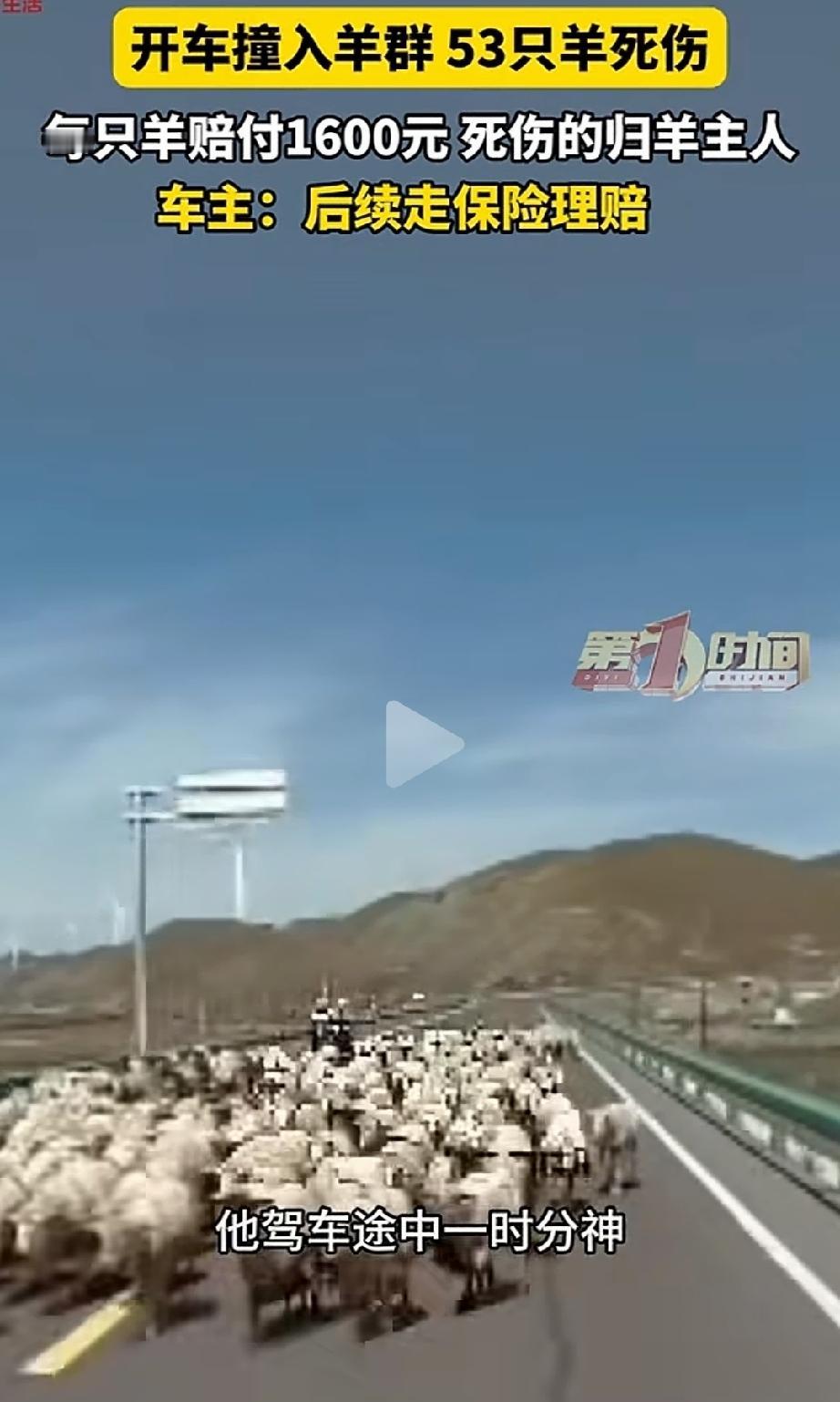 “死羊归羊主人？”甘肃武威，一男子开车在郊外牧区路段行驶，哪成想，正好碰上一群羊
