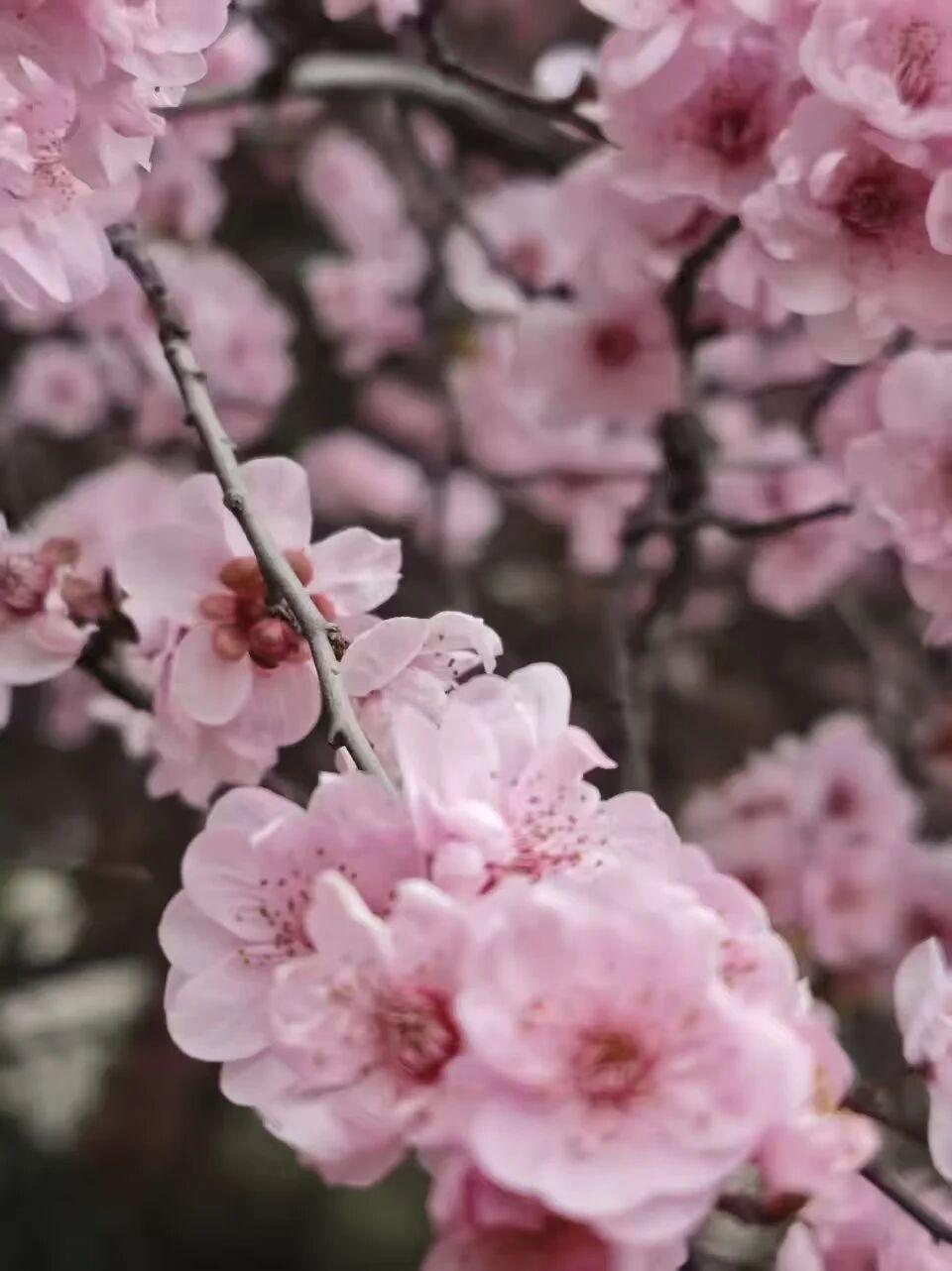 今年春天最想实现的心愿今年春天最想实现的愿望就是孩子。专升本能上岸。今天就出成绩