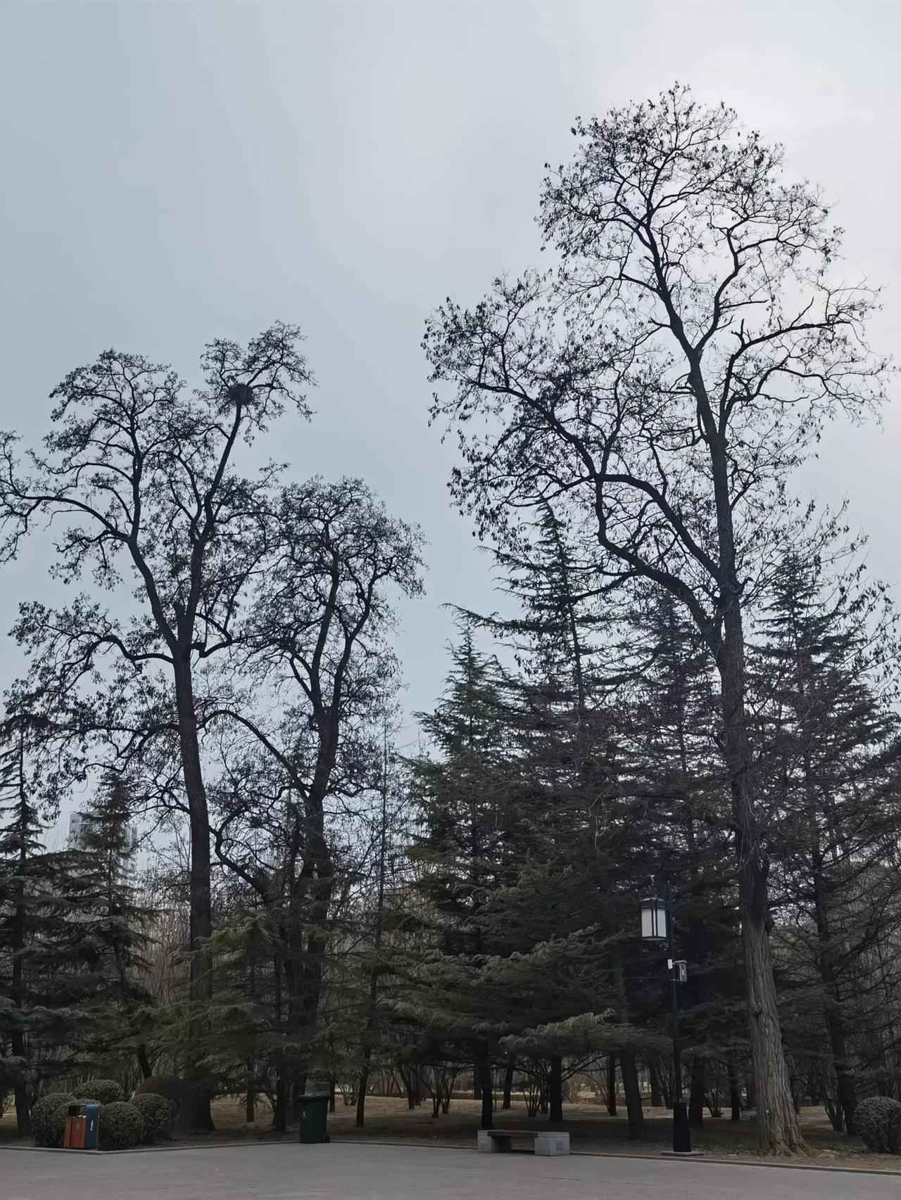 分享一张你手机里的树