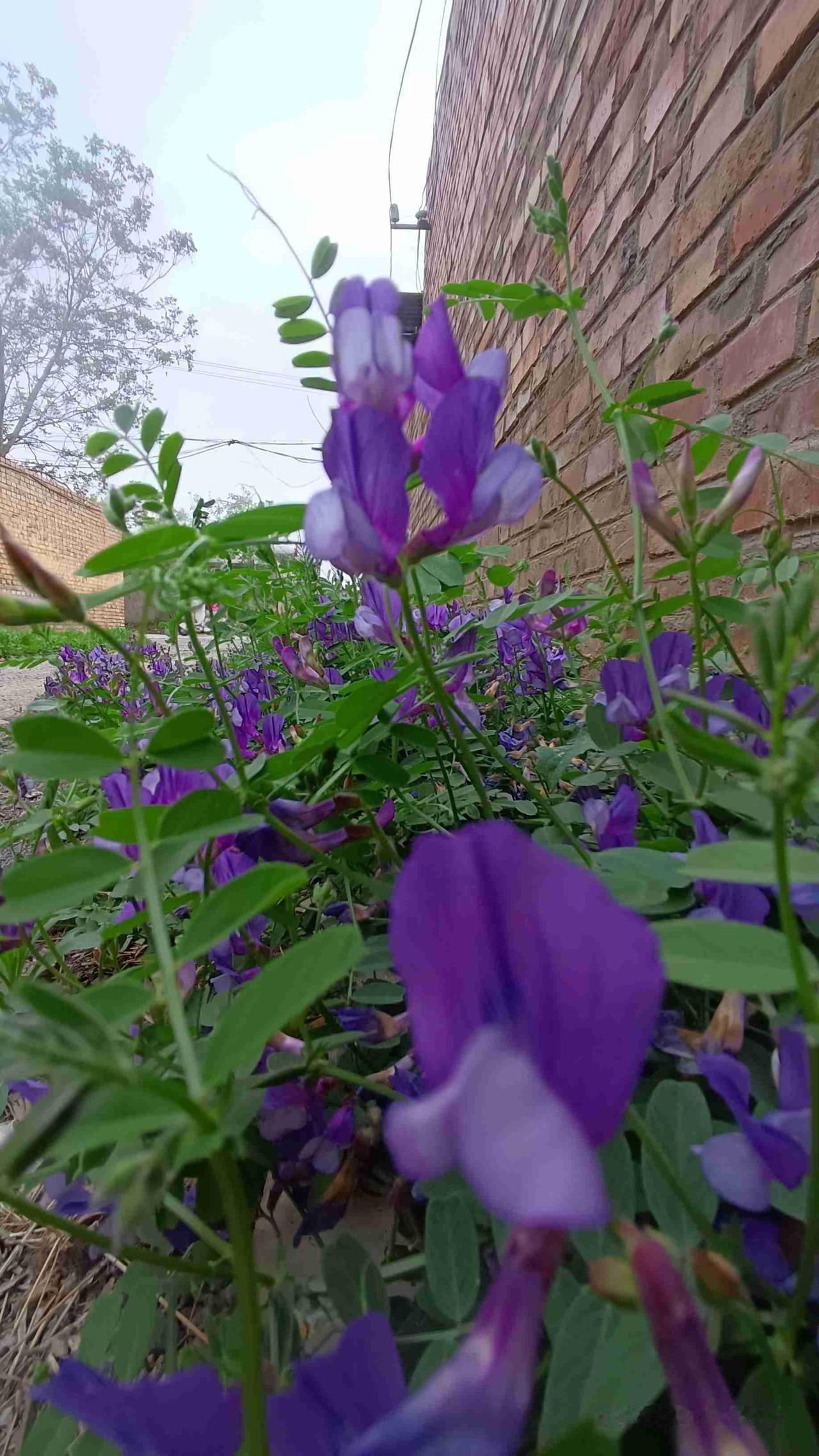 我的今日状态：😪没睡醒
我这里的天气：☁️阴天
第一次见这花，居然叫小鸡花
 