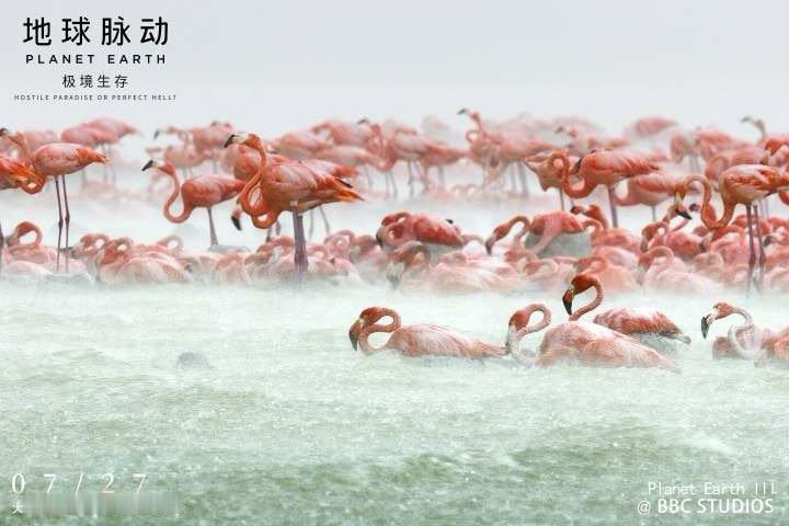 #电影地球脉动极境生存终极预告#准备好迎接一场前所未有的视觉盛宴了吗，这不仅是一