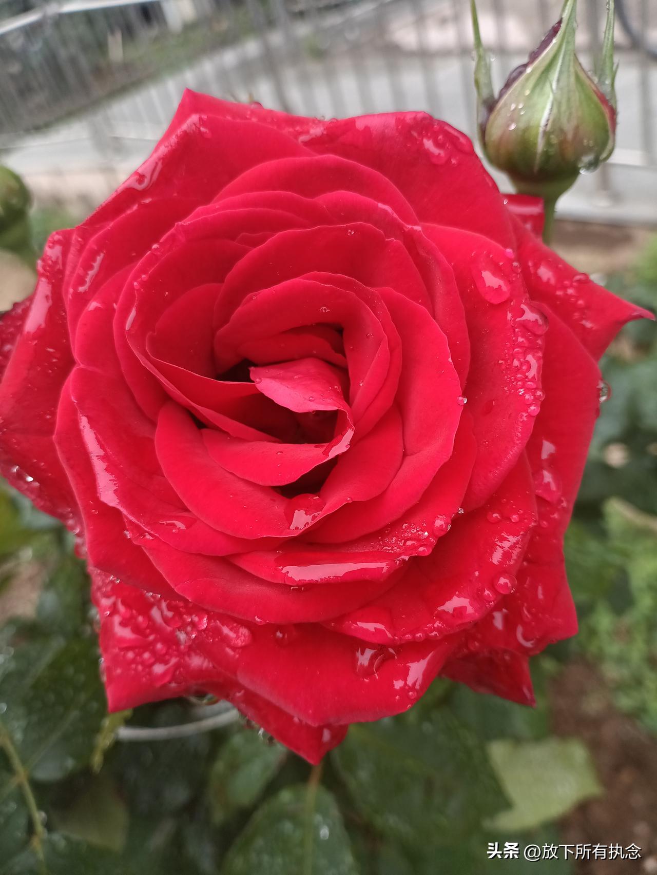 雨后的玫瑰，非常的艳丽，雨滴在花瓣间晶莹剔透，应了那句话，娇艳欲滴，美不胜收。