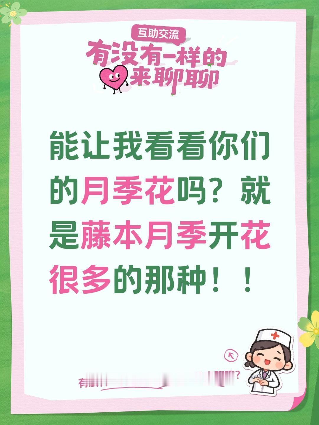 能让我看看你们的月季花吗？能让我看看你们的月季花吗？爬藤月季大苗 爬藤月季 藤本