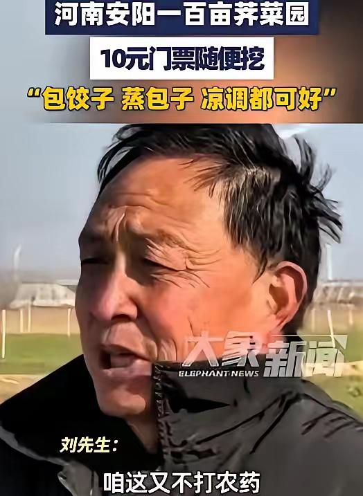河南这大哥，脑子转得是真快。100多亩荠菜眼看要烂地里。要是雇人收，光人工费就得