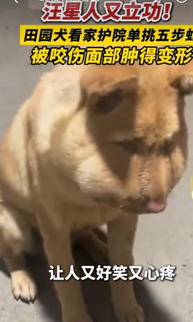 湖南一只田园犬太让人感动了！在农家院里，它为护主和1米长的五步蛇从清晨缠斗到正午