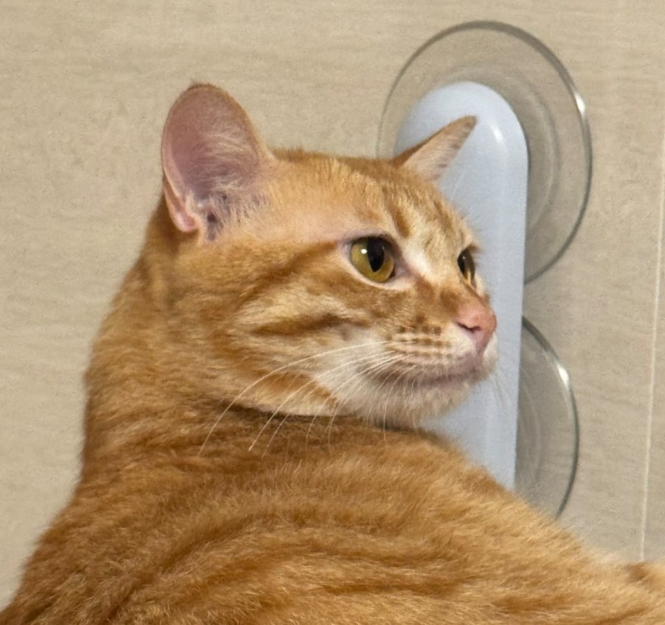 敢怒不敢言。猫猫：我很无语 ​​​