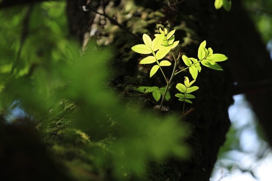26岁就当博导，如果说是在自然科学领域的话，我倒是相信，如果说是在那种文科，尤其