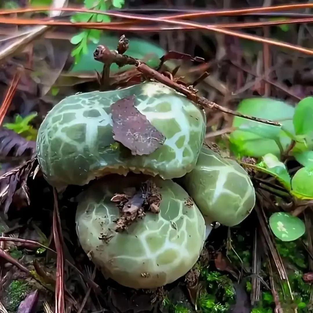 过过眼瘾，云南野生菌，认识几种？ ​​​