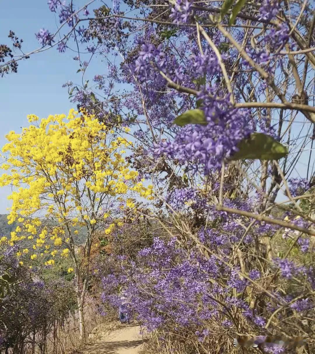 久在樊笼里
复得返自然
春暖花开时
皆是春光媚
微风伴花开
我在春天里