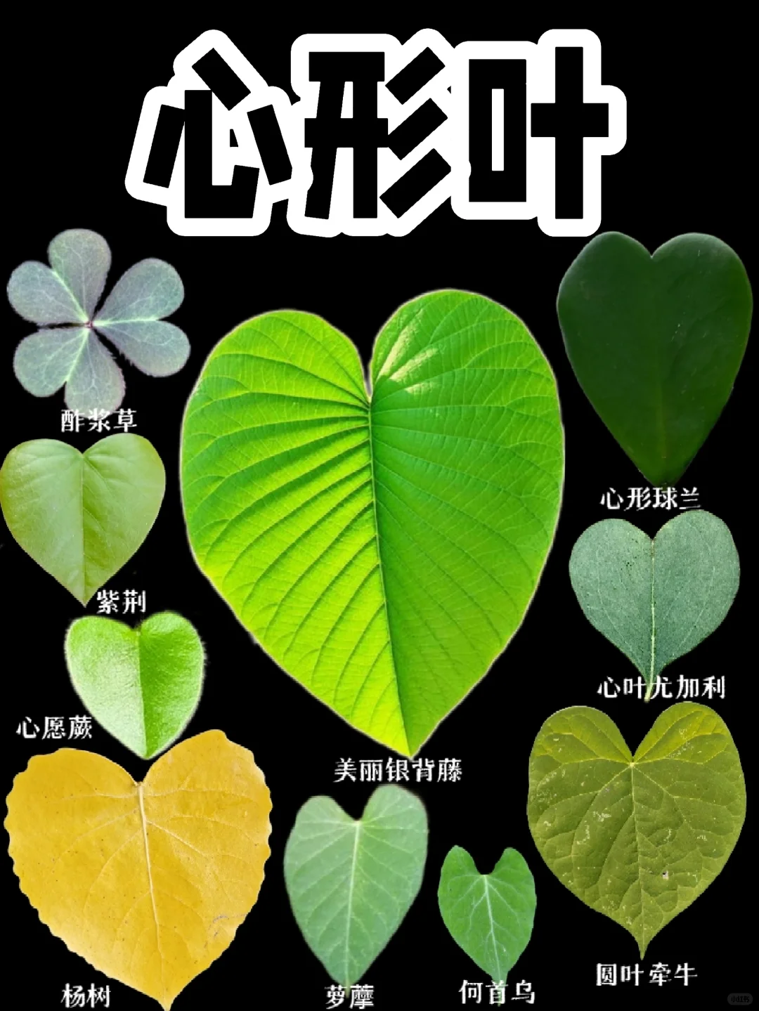 【心形叶子】七夕来咯，来看看心形的叶子吧