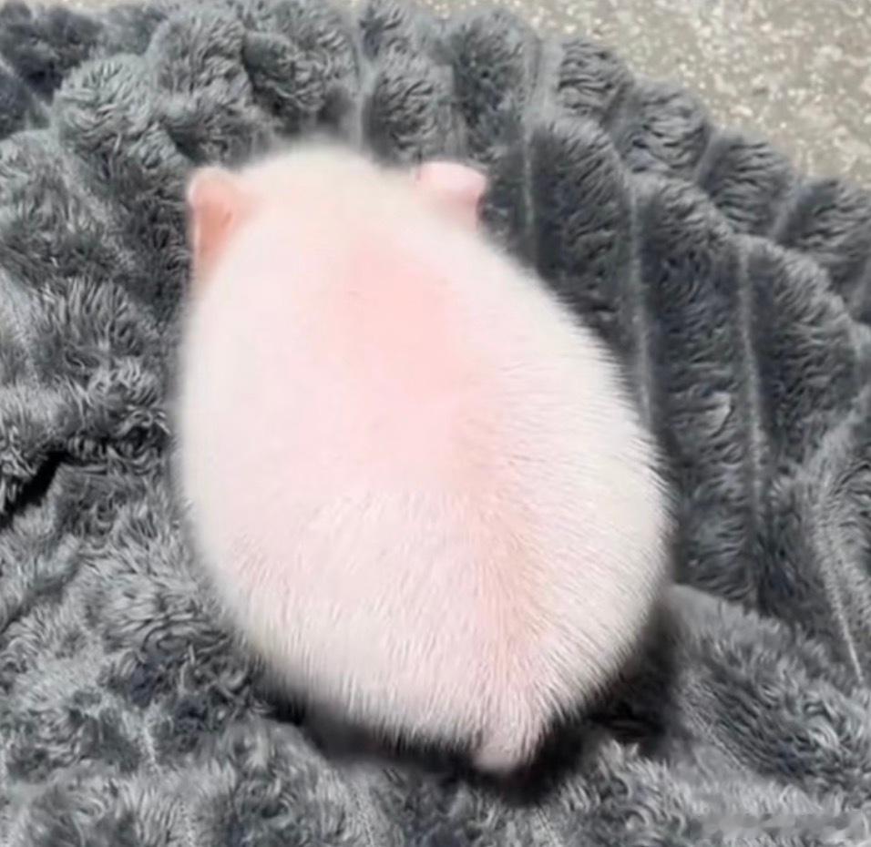 猪猬 ​​​