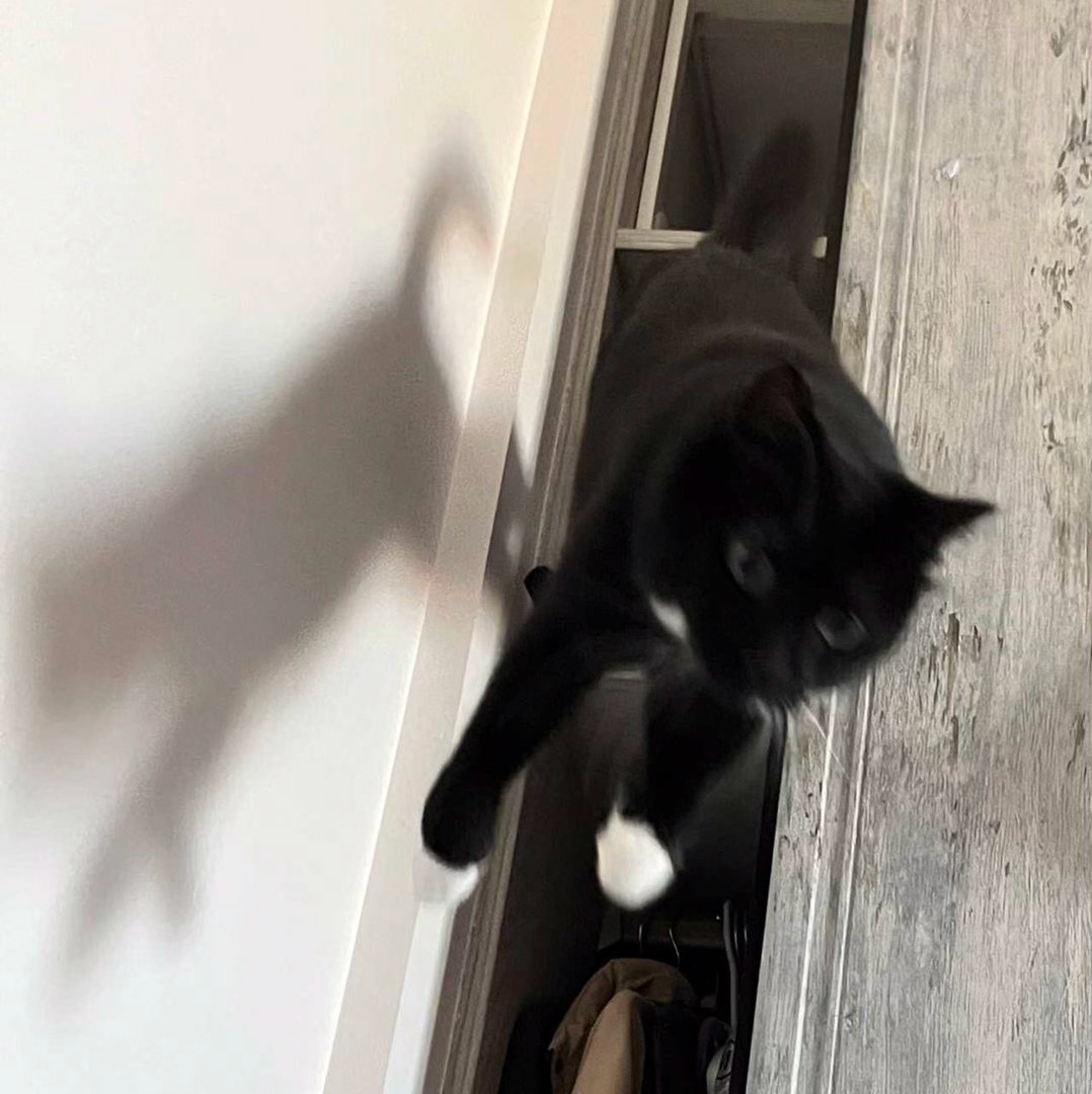 感到幸福时我PARKOUR！daily奶牛猫奶粉投稿