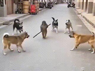 五犬戏大圣

狗队排排站，猴王傻了眼
金箍棒未举，狗阵已变幻
猴毛掉三根，狗尾摇