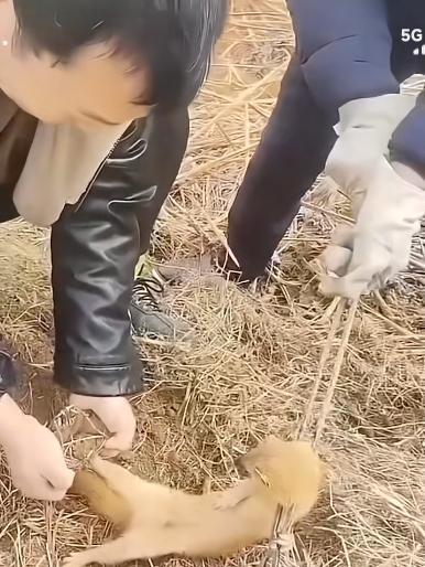 有些人思想不单纯、“遇事”总往坏处想
东北某地方，女子一家在“南地头(视频里的小