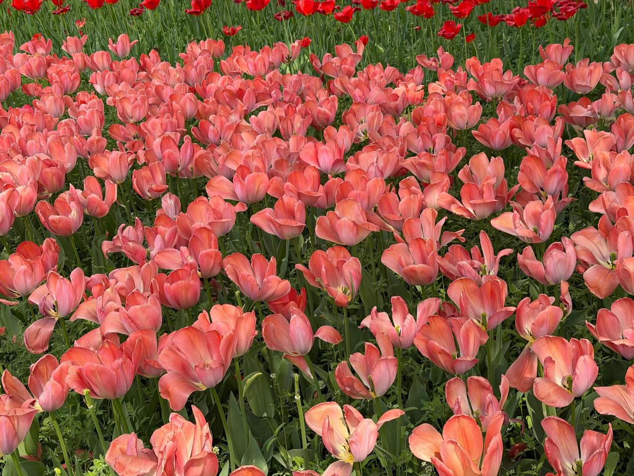 春日生活打卡季今天4月22号，天气不冷不热，风都带着舒服的劲儿。走在路上，阳光轻