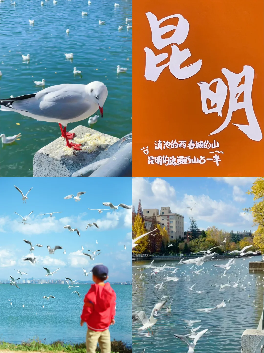 昆明观鸥指南｜人少鸥多 遛娃友好线路✅