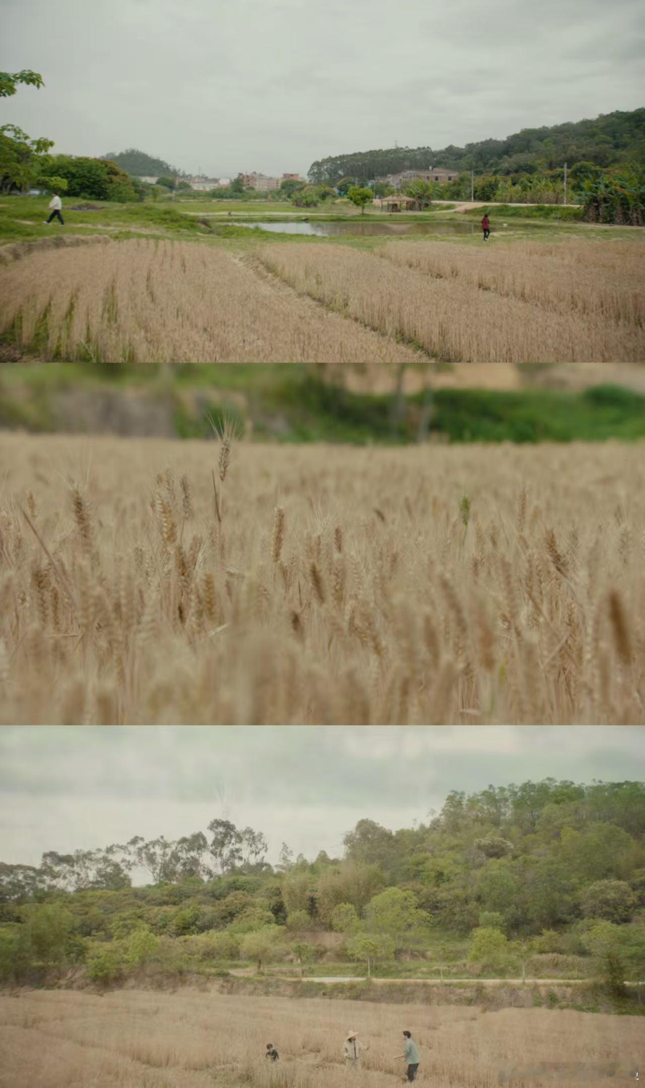 头一回在律政剧看见割麦子 看聪明人做不擅长的事特别有趣 三个律师凑不齐一套割麦子
