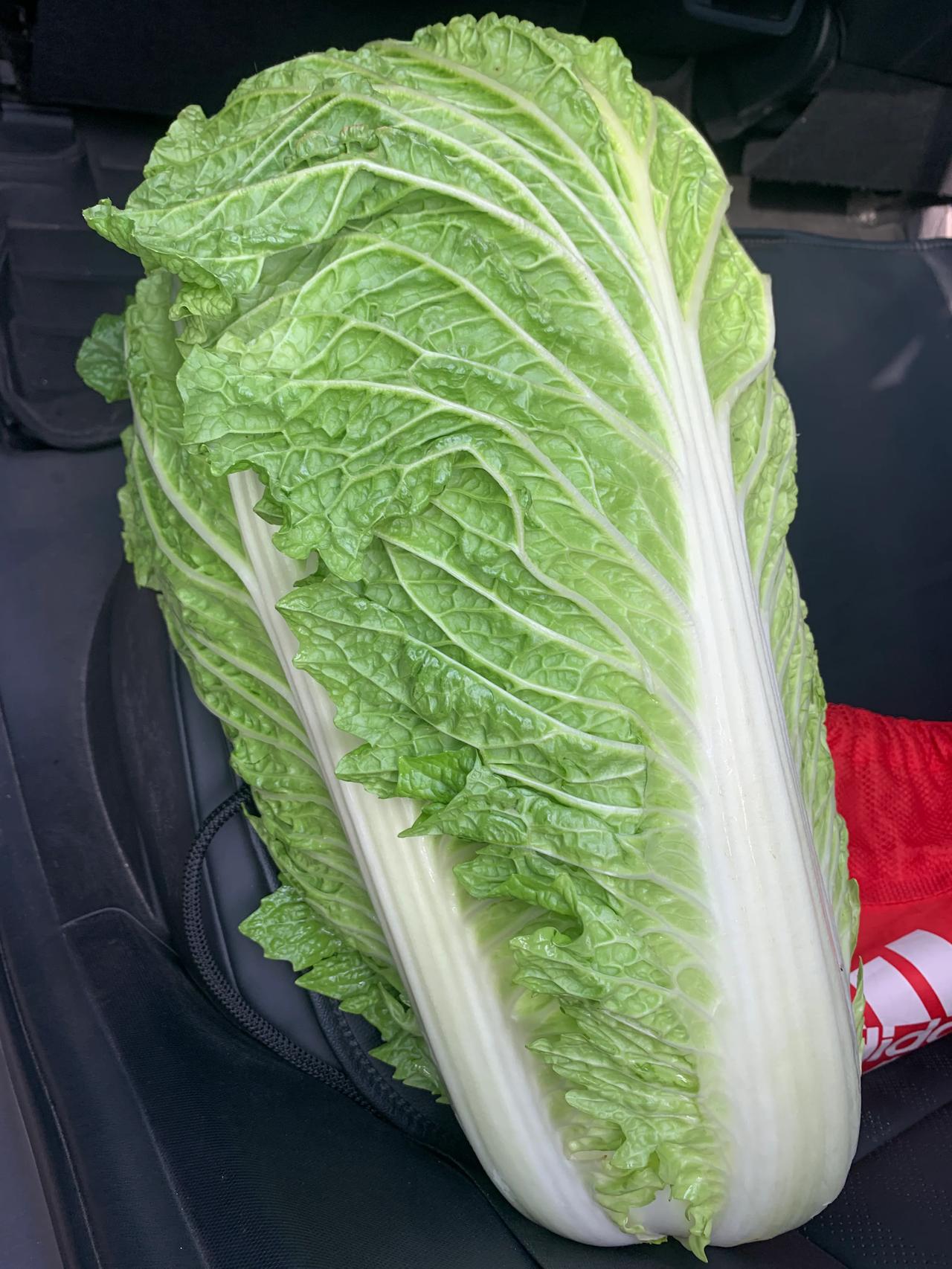 北京最便宜最好吃的菜，这一大颗足足10斤，还带着露水，按上去特别结实，拉一棵回去