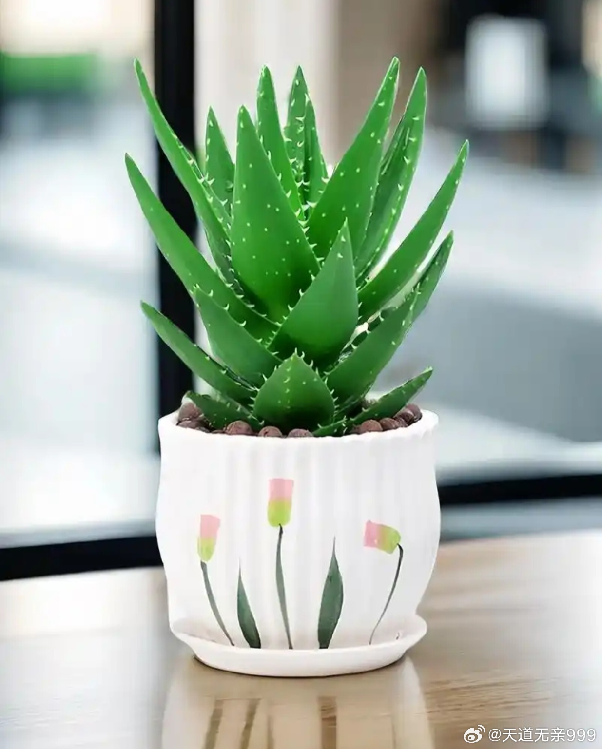 身弱之人可以养芦荟，芦荟又叫龙舌，它能吞噬阴祟污浊之气，是病邪秽物的克星。白天可