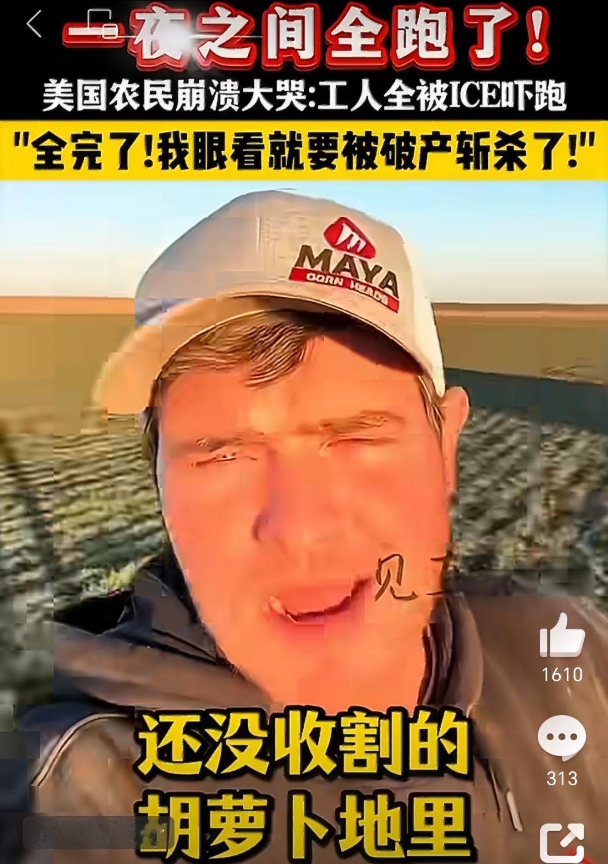 ICE扫荡吓走“老墨”农工， 胡萝卜、草莓、甜椒等烂地、农民被罚濒临破产。
20