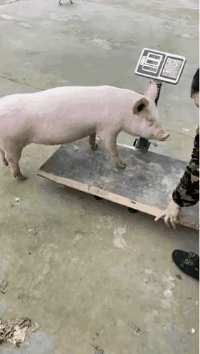 猪，都这么懂行情了，看看减肥成功了没[大笑][大笑][大笑]