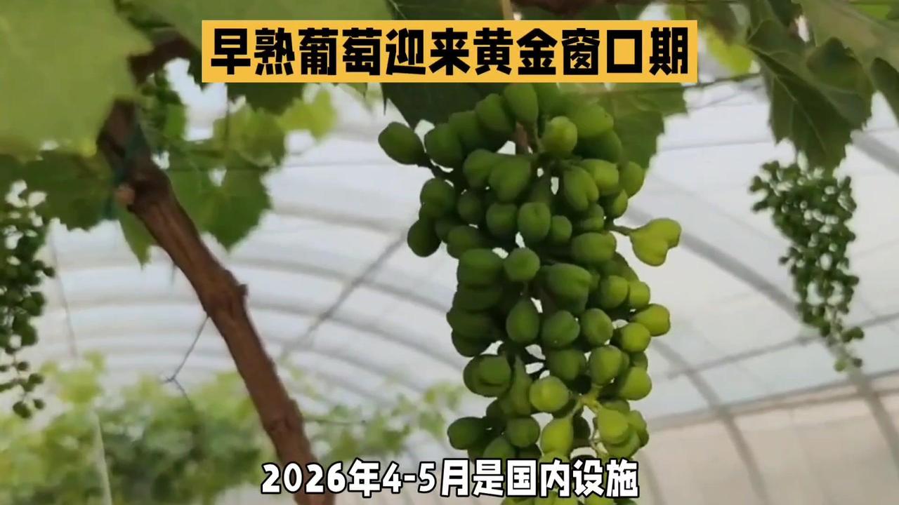 2026年4-5月是设施早熟葡萄的黄金销售期，此时露天葡萄尚未上市，叠加清明、五