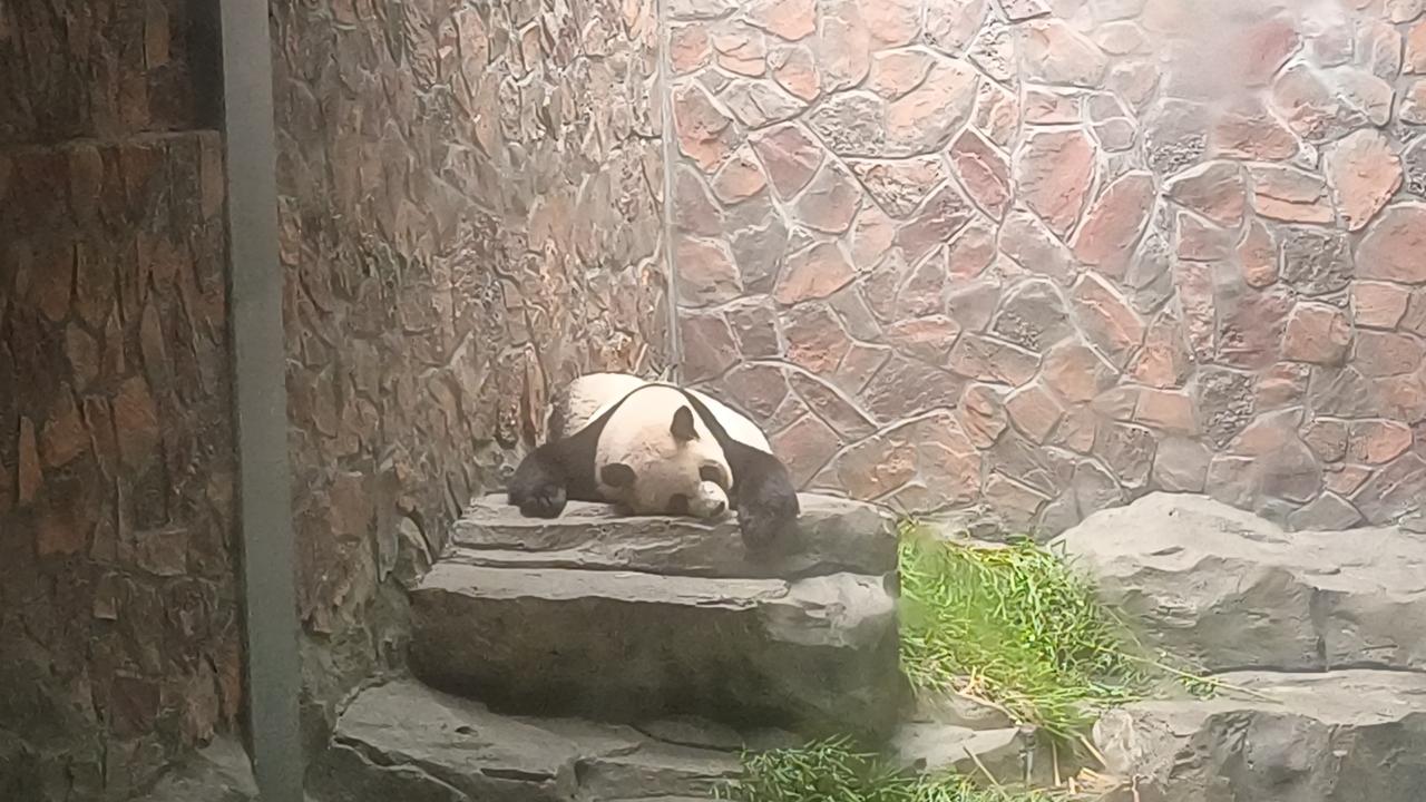 晒图笔记大赛 南京红山动物园的大熊猫可太有故事啦！就说九九，她可是颜值超高的“仙