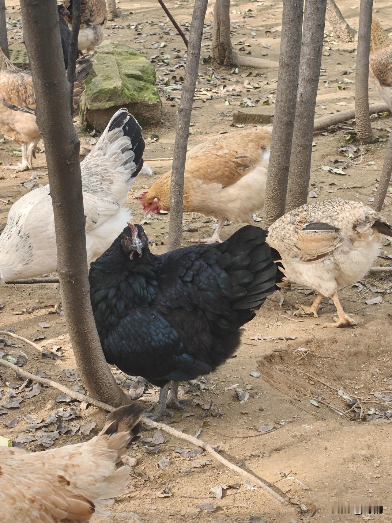 家人们快看！
这只黑鸡也太特别了吧！[呲牙]
 
在一片鸡群里，这只黑鸡简直是“