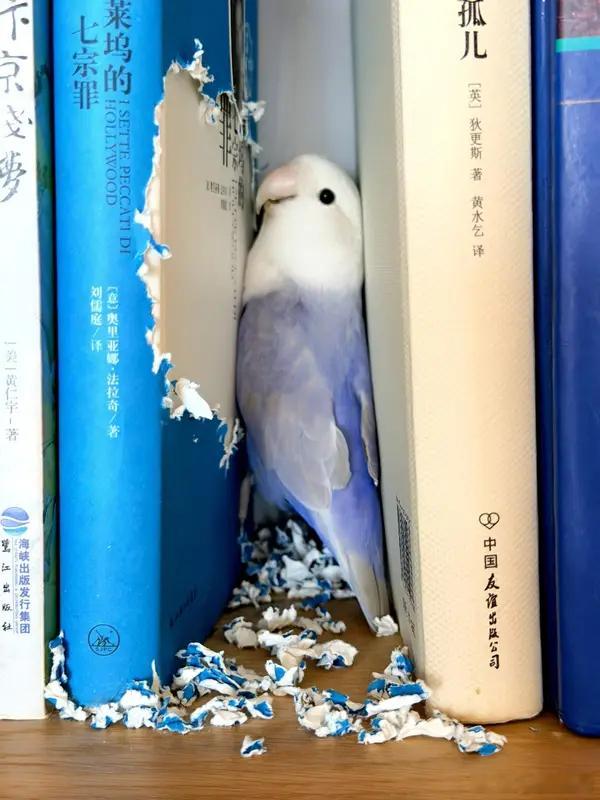 高市早苗面无表情道歉她还是不服 