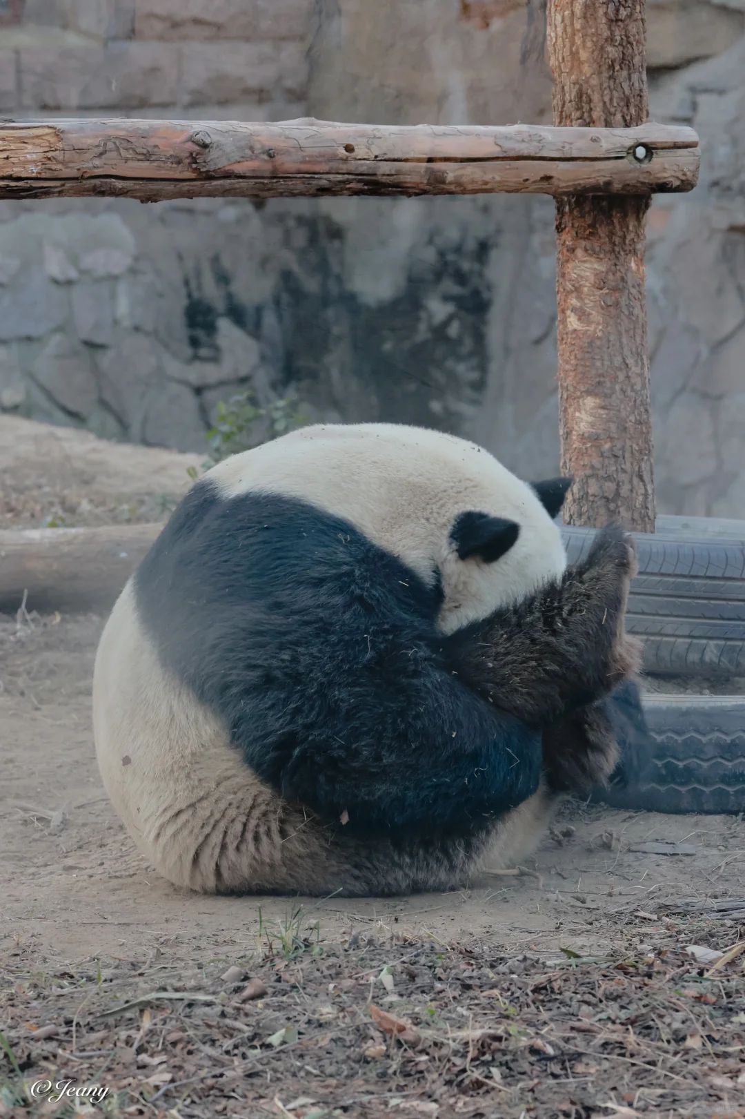 12.23上班前与上班后的萌二🐼挖煤订单太多