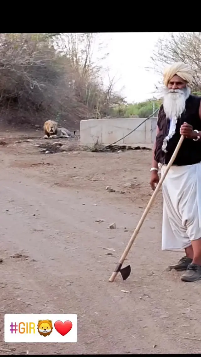 亚洲狮和牧民。