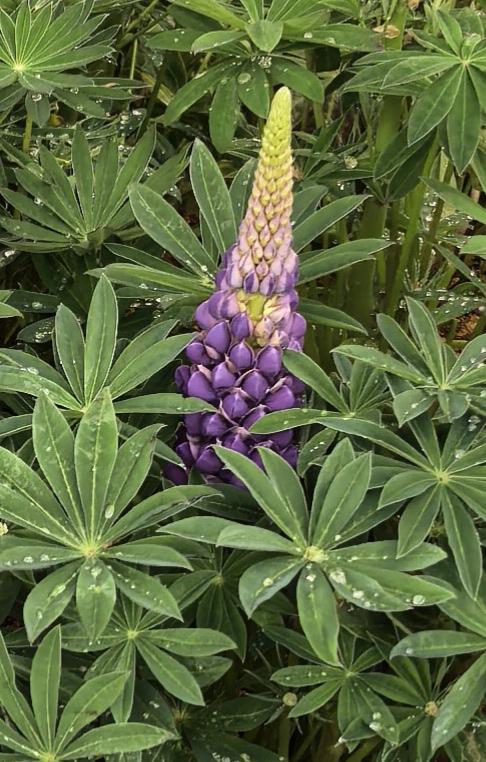 据查此花是《鲁冰花》，也是被大众熟知歌词中的鲁冰花，“夜夜想起妈妈的话，闪闪的泪