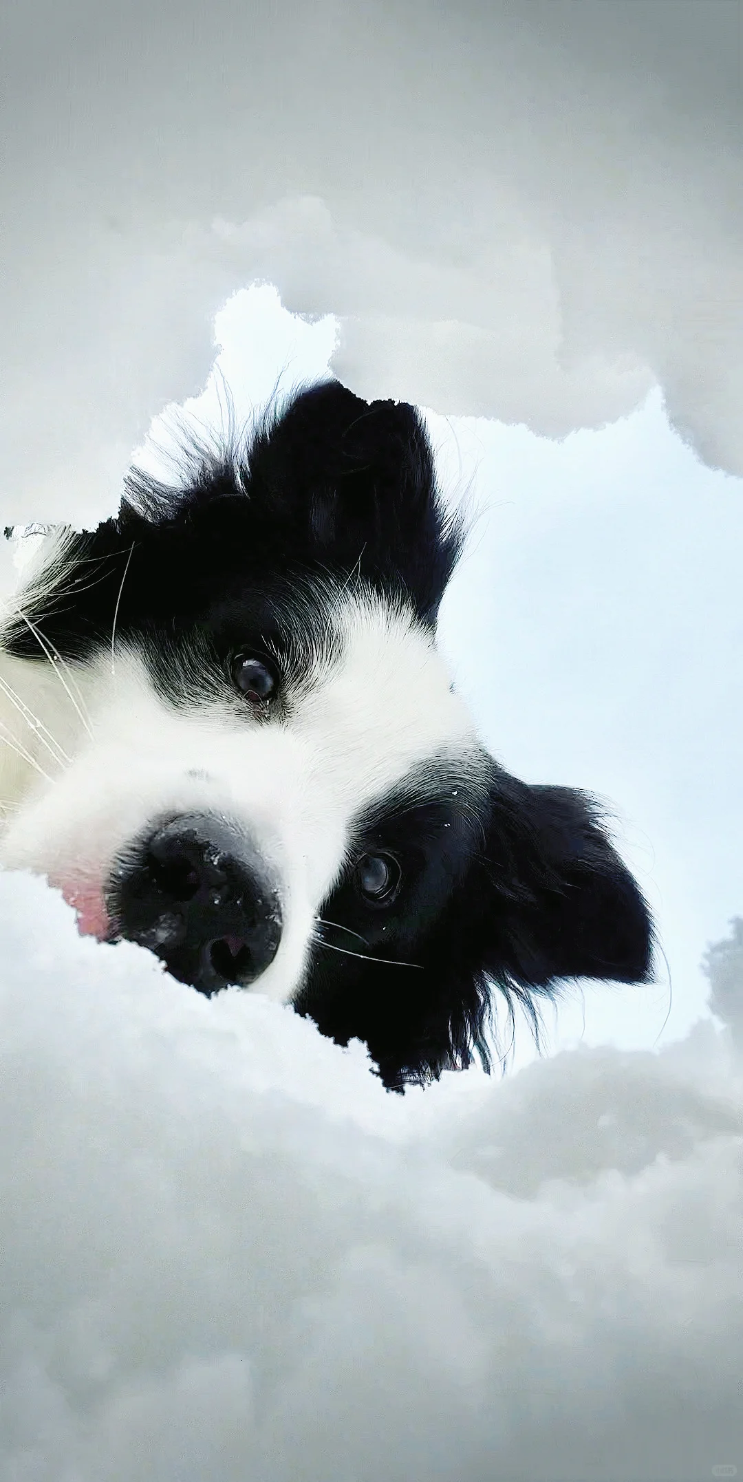 搜救犬：人，我来救你啦