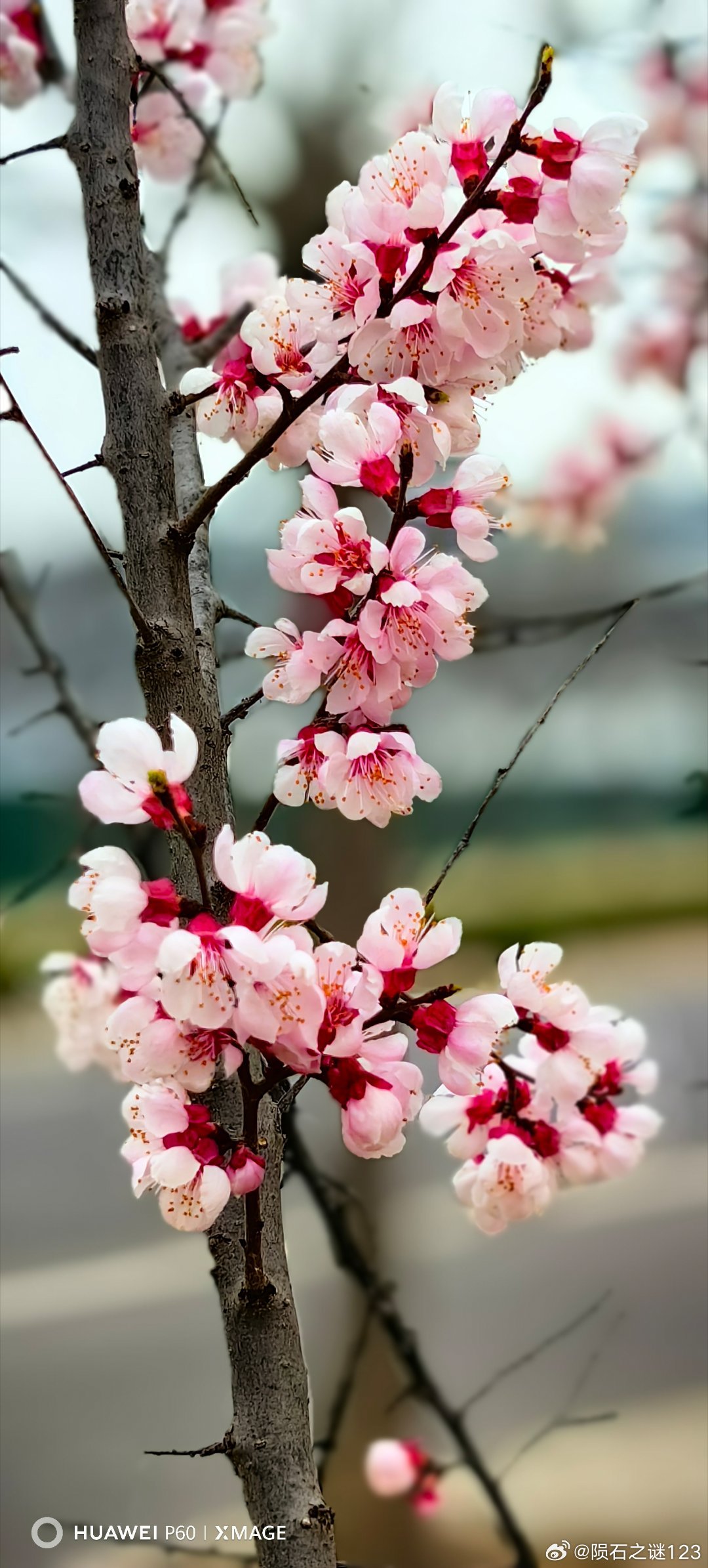 花花的世界，各有千秋。祖国春日花海根本看不够 北京·昌平区不动产登记中心