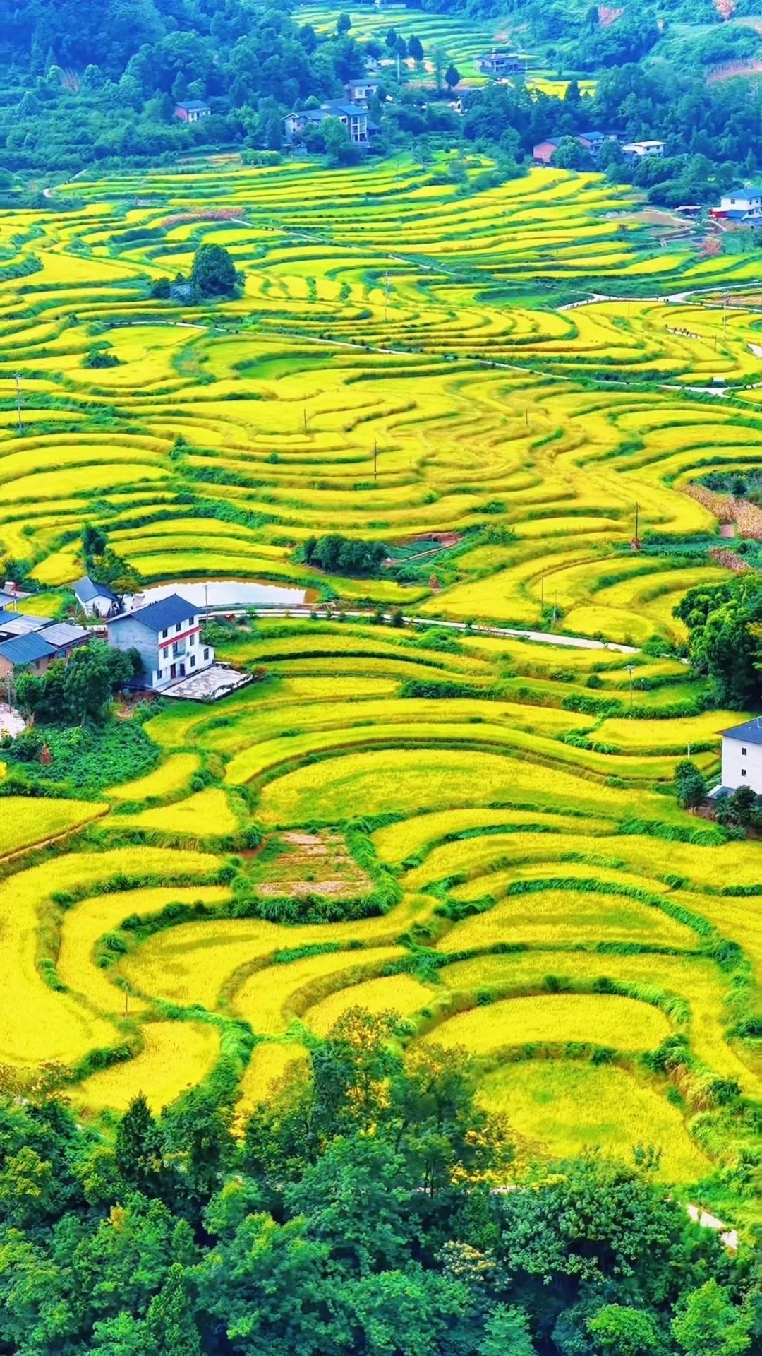 🌾从重庆主城出发仅1小时出头就能抵达巴南石滩芦花坪，漫山的云上梯田飘着稻穗清香