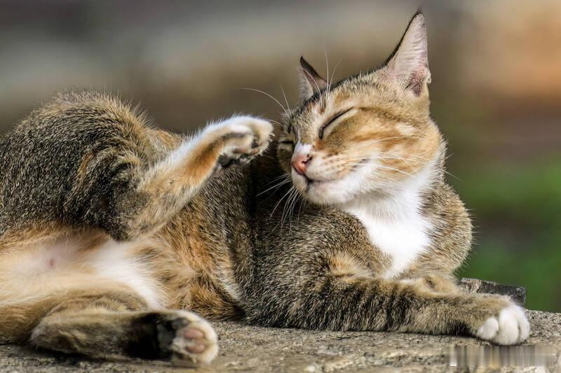 猫咪拥有“尿液身份识别码” 背后机制或破解百年谜团海外新鲜事 猫咪的尿液中可能隐