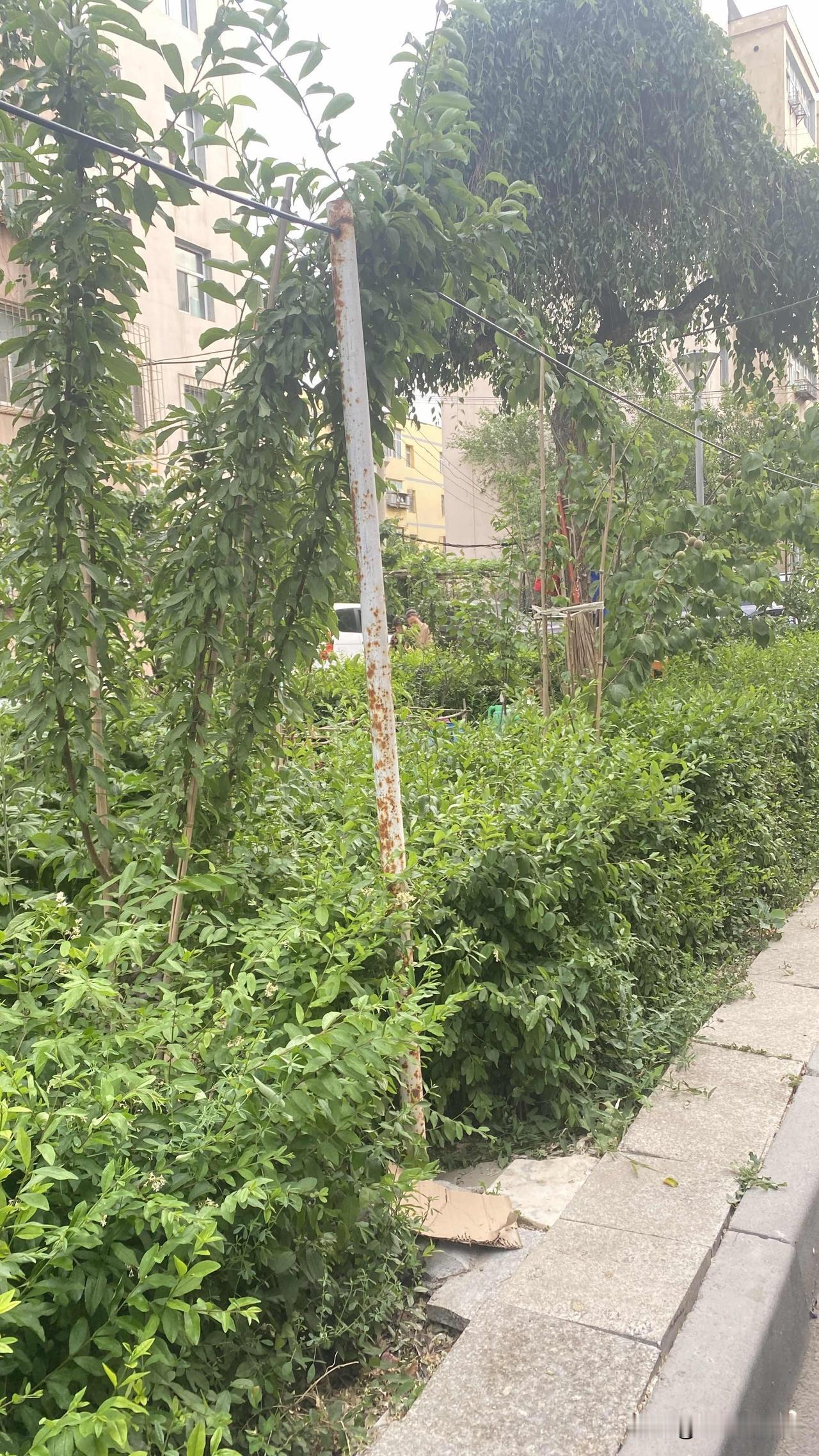 今天去一个小区处理一点业务，看到一个外卖女骑手摘了院子里种的杏子，让院子里的大妈