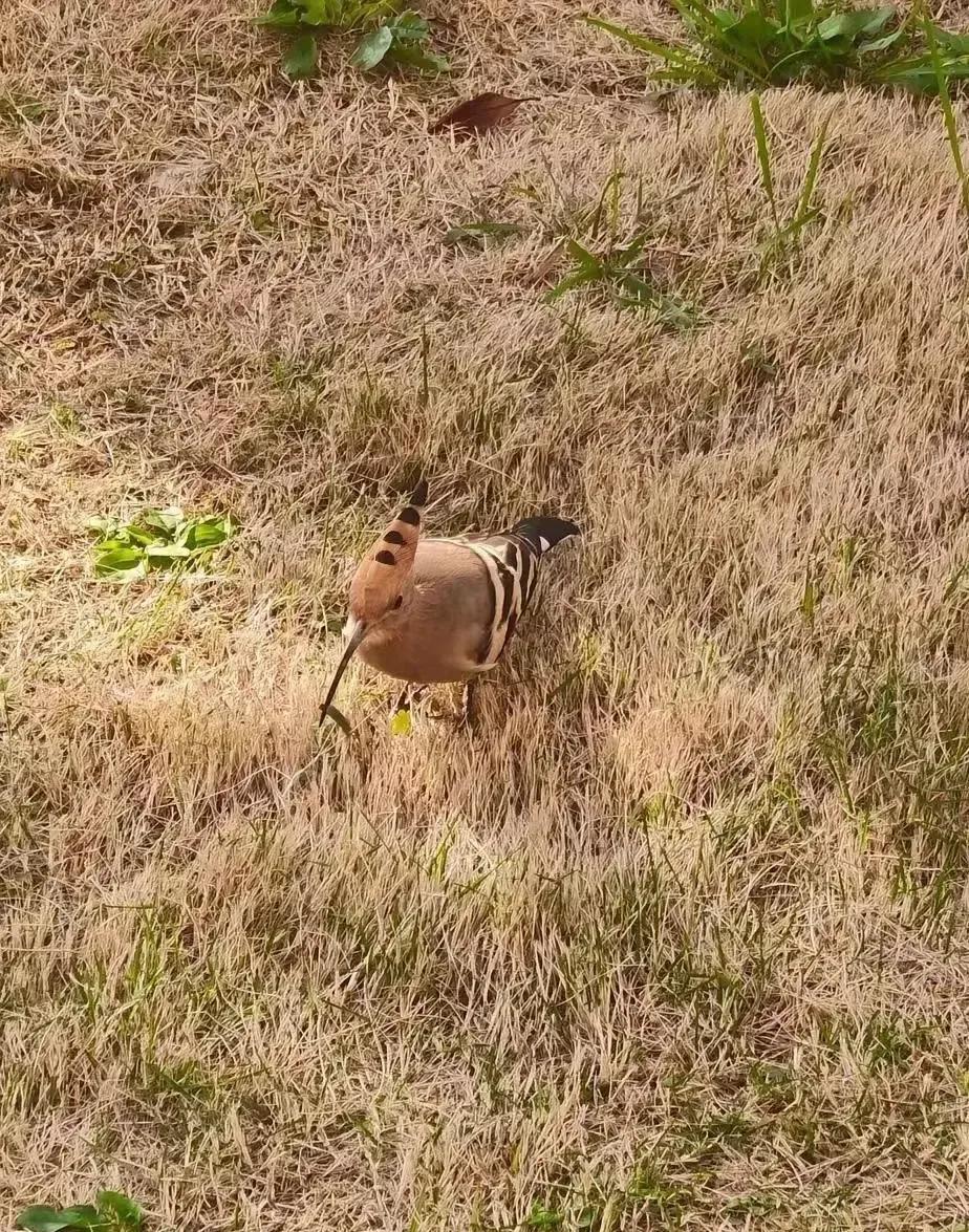 这是什么鸟啊？第一次见，羽毛很漂亮！好像在草地里找虫子吃，要是能抓到养起来会不会