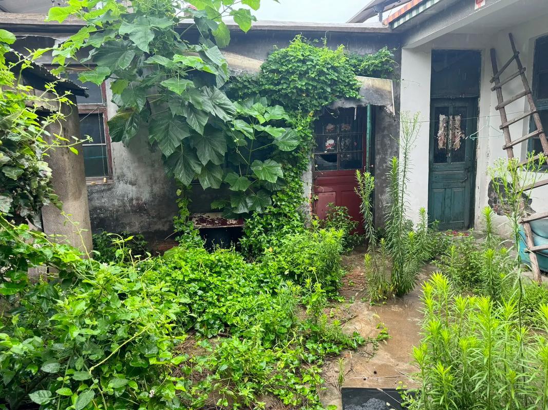 旧屋悲歌

屋顶苔藓布
屋顶杂草覆
屋前弥新绿
屋后弥杂木
曾经的高堂