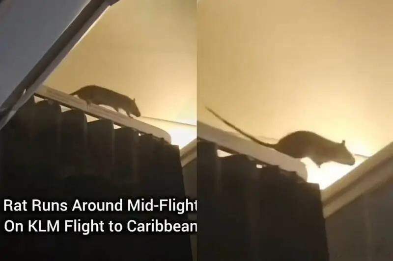客机飞行中现老鼠致约200名乘客滞留 杰瑞新番就是没见汤姆的身影